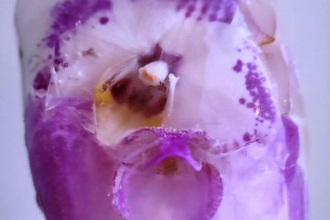 140777383_209879520797150_1550565658055194768_n