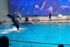 Delfinai