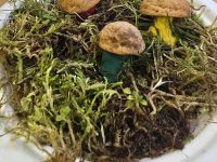 „Rudenėlio taku“